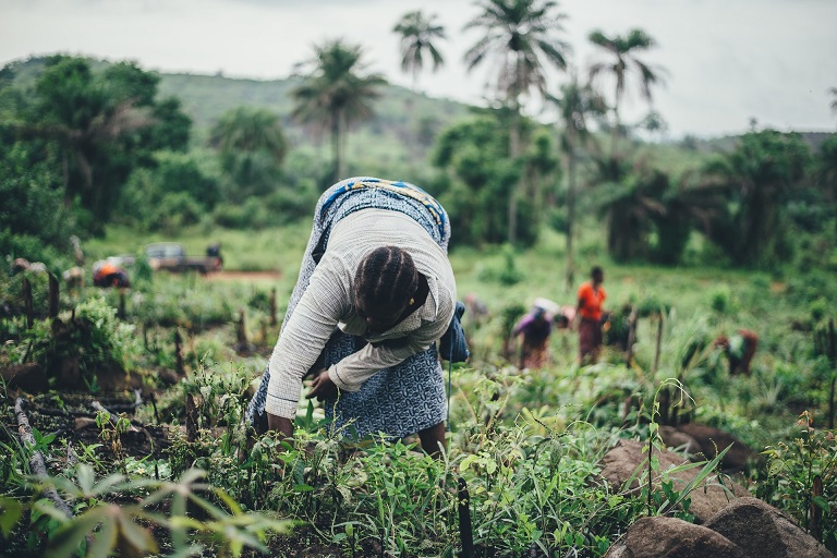 African women working on cassava farm