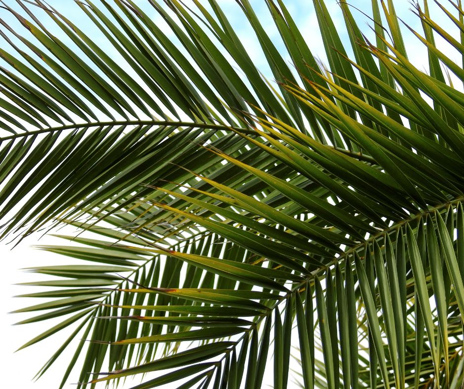 Palm branch, detail